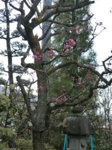 CIMG0096
