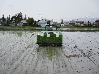 田植え後ろから